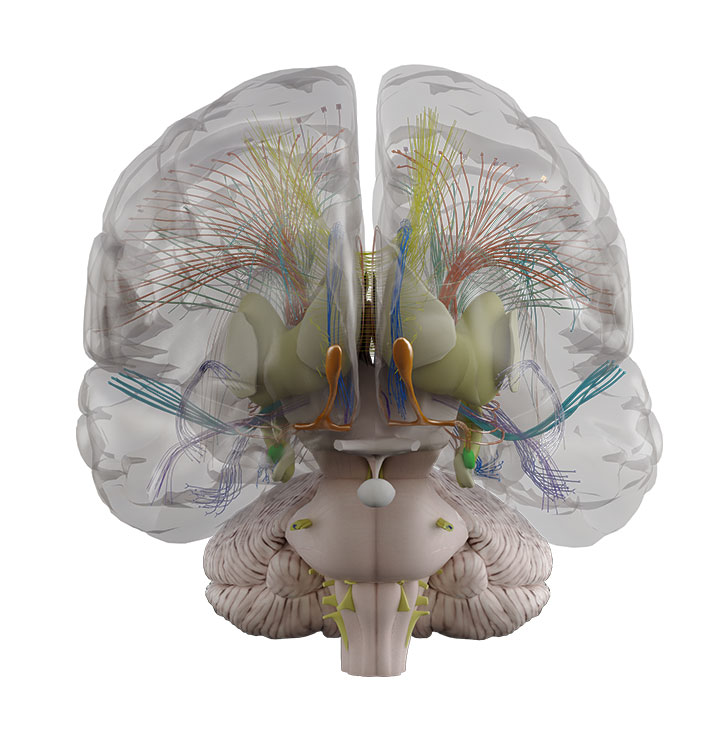 打破国外垄断!这里的"数字人"技术让人体变透明